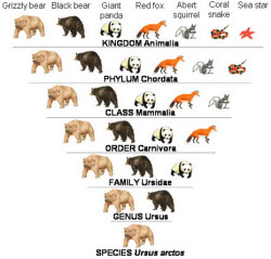 Species of ice dams